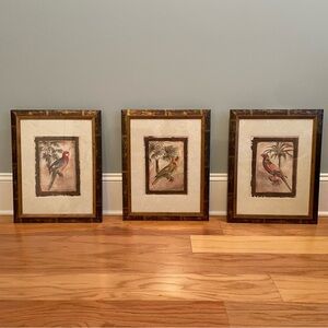 Framed Artwork, Framed Pictures, Wall Art, Parrots Bird Pictures Set of 3